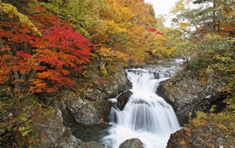 10 Best Places To See Fall Foliage Around Tokyo Kyuhoshi