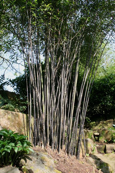 Phyllostachys Nigra Pan Global Plants