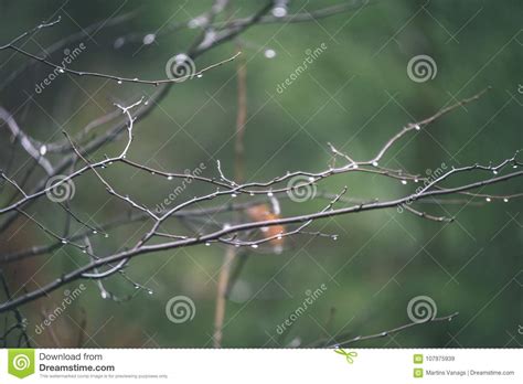 Naked Birch Tree Branches In Autumn Against Dark Background Vi Stock Image Image Of Healthy