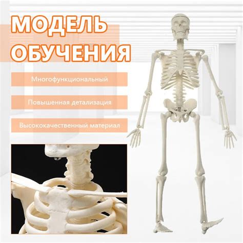 45CM Стандартная анатомическая модель человеческого скелета - купить с ...