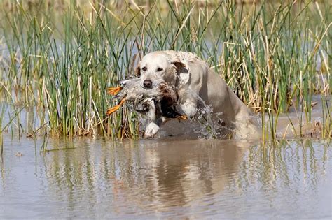 What You Need To Know About Duck Dog Training Canine Hq
