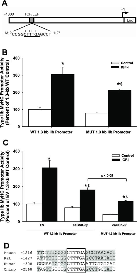 Igf I Activation Of The Wild Type Wt And Mutant Mut 13 Kb Type Iib Download Scientific