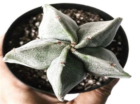 Star Cactus Care Guide Heres How To Care For Star Cactus