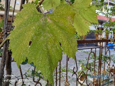 Pengalaman Seminggu Menggunakan Infinix Hot I Apakah Bagus Laptophia