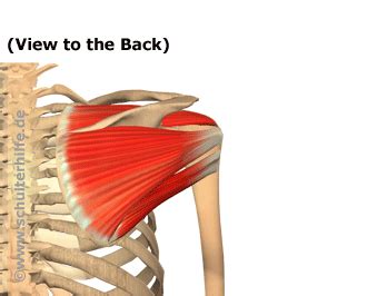 Shoulder Impingement Diagnosis