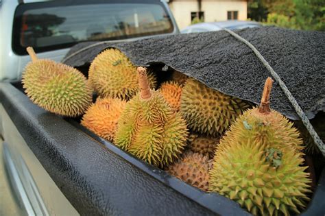 Durian Musang King Tree Free Photo On Pixabay Pixabay