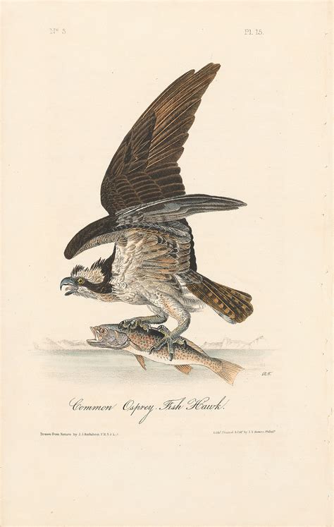 Audubon St Ed Octavo Pl Common Osprey Fish Hawk St Edition