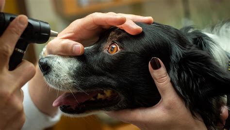 collie eye anomaly  dogs symptoms  treatments dogtime