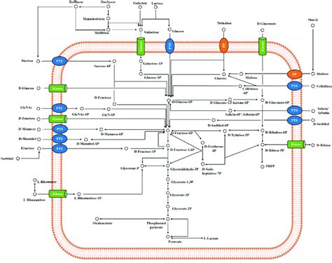 In Silico Carbohydrate Utilization Pathways Of Lactiplantibacillus