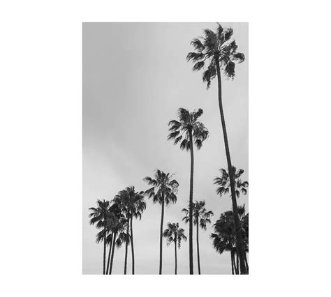 Black And White Palm Trees Wallpapers Most Popular Black And White