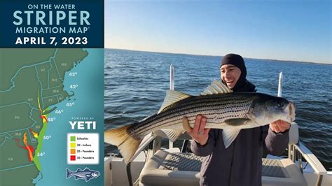 Striper Migration Report April 7 2023 Youtube