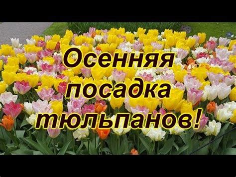 Осенняя посадка тюльпанов. Голландская технология. - YouTube | Тюльпаны ...