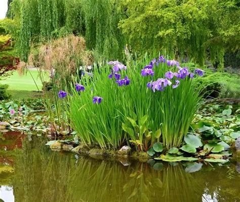 25 Best Plants for a Koi Pond that You Must Grow