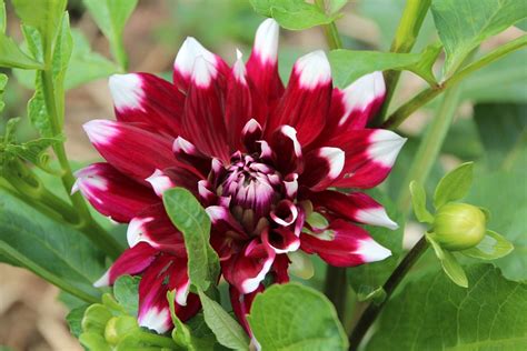 Dahlie Dahlia Rot Weiß Kostenloses Foto auf Pixabay Pixabay