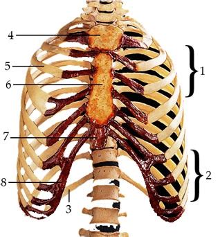 Lab Vertebral Column And Thoracic Cage