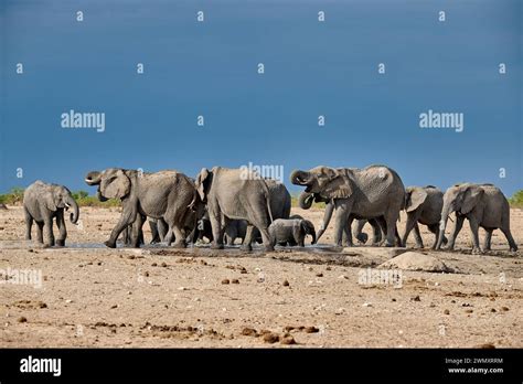 Large Herd Of African Elephants Loxodonta Africana At The Waterhole