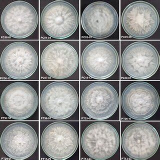 Colony Morphology Of Selected Phytophthora Isolates PC98 81 Modified