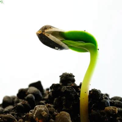 Sunflower Growth Stages Timeline with Pictures - RASNetwork Gardening