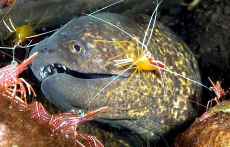 Cleaner Shrimp – "OCEAN TREASURES" Memorial Library