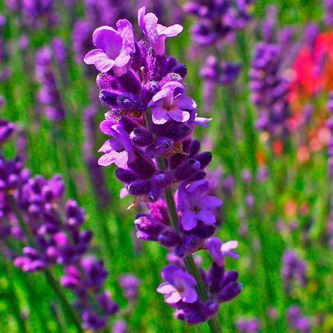 Лаванда вузьколиста (Lavandula angustifolia)