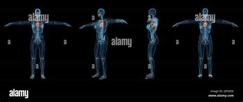 3d Rendering Set Of Human Female Body Heart X Ray Isolated On Black