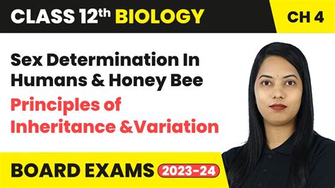 Sex Determination In Humans Honey Bee Class Biology Chapter YouTube