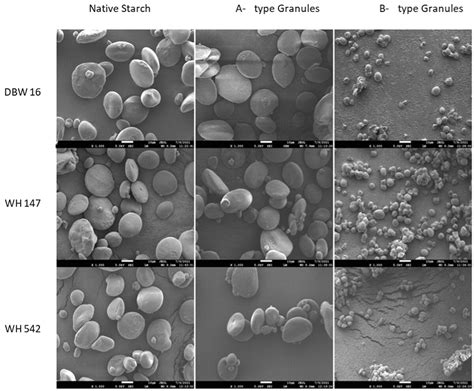 Effects Of A And Btype Starch Granules On Composition Structural