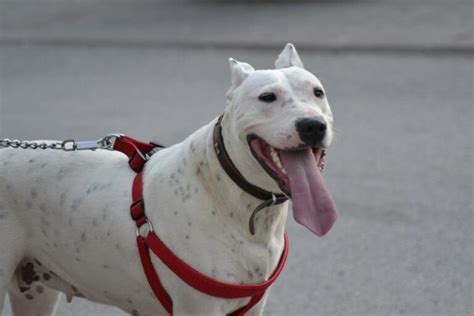 Dogo Argentino: descripción, personalidad, precio y fotos - DogsPlanet.com