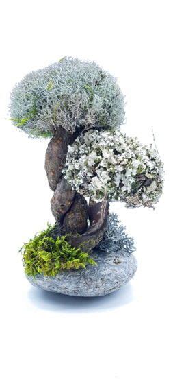 Деревья из цетрарии | Дерево, Фото дерево