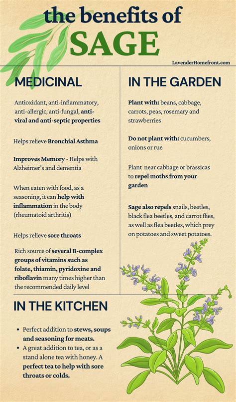 The Benefits Of Growing Sage For Holistic Health And Gardening