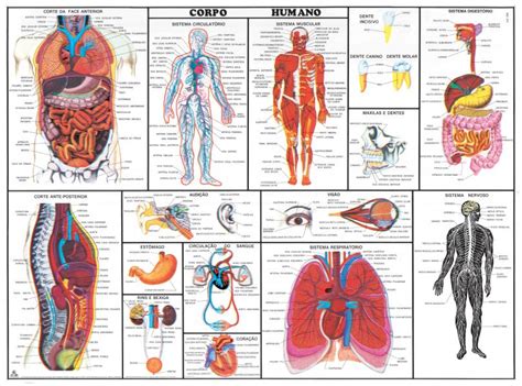 Corpos Anatomia - Painel de Anatomia Corpo Humano Mapa Escolar corpo Humano | LojaApoio