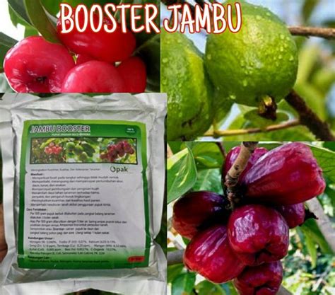 Jual Pupuk Organik Booster Pelebat Dan Perangsang Buah Jambu Biji Bol