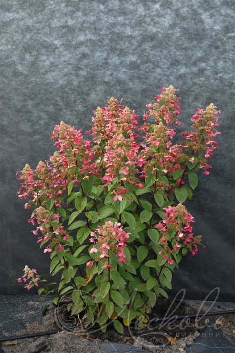 Гортензия метельчатая (Hydrangea paniculata `Angels Blush`) - Гортензия ...