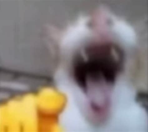 Goofy Ass GYATTT Instant Sound Effect Button Myinstants