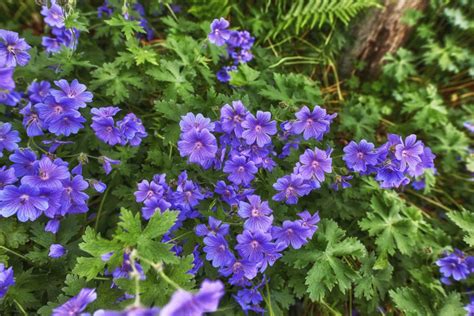 Comment Cultiver Et Soigner Les G Raniums Pelargonium