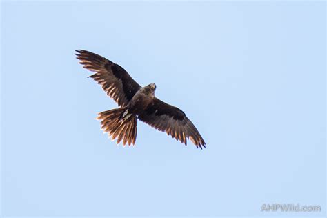 Black Falcon – AHP Wild