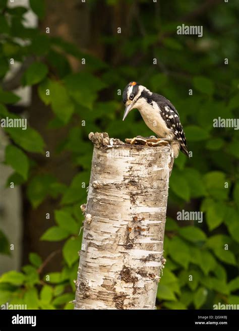 Hairy beak hi-res stock photography and images - Alamy