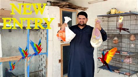 Bohat Sy New Birds Ah Gay Youtube