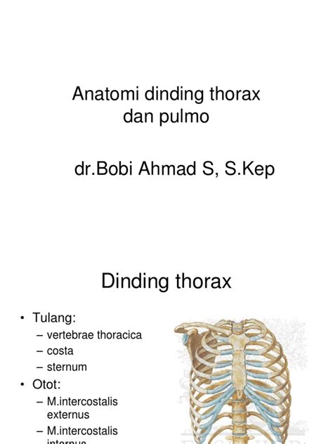 Anatomi Dinding Thorax Dan Pulmo Pdf