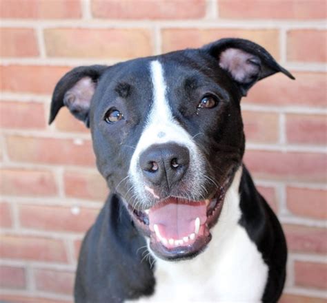 Cute Dogs: black and white pitbull terrier