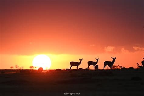 Migration Movers Shakers Kicheche Camps Masai Mara Laikipia