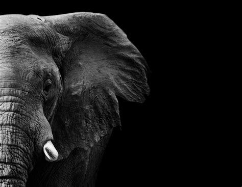 How Do You Eat An Elephant 3