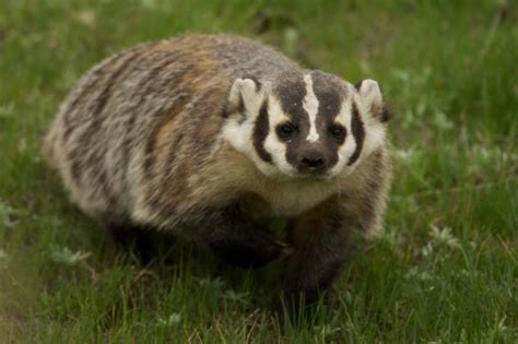 american badger taxidea taxus wildlife journal junior