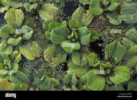 Water Lettuce Pistia Stratiotes Floating In A Pond Madeira Botanical