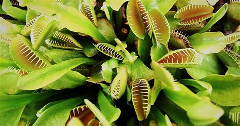 carnivorous plants flowers cs
