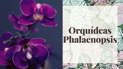 Guía completa para cuidar tus orquídeas Phalaenopsis Agentes