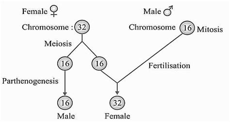 Beta Thalassemia Dihybrid Cross Chromosomal Disorders Mitosis