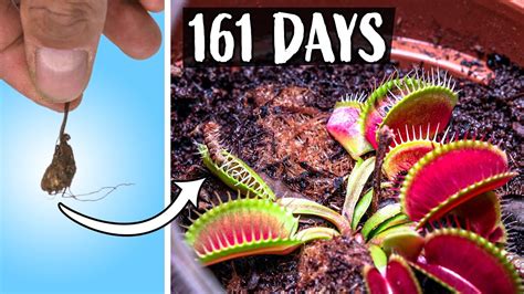 Growing Venus Fly Trap Plant Time Lapse 161 Days Youtube