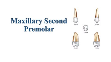 maxillary  premolar pptx