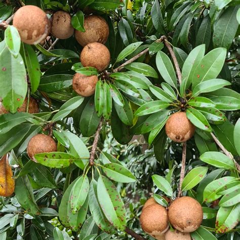 Plant FAQs: Manilkara Achras